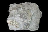 Fossil Crinoid (Aorocrinus) - Gilmore City, Iowa #149026-1